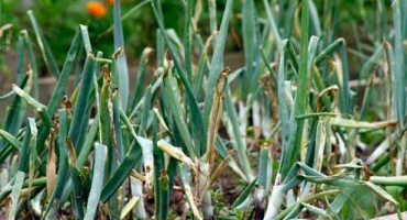 Proč jsou peří cibule v zahradním záhonu bílé a co dělat?